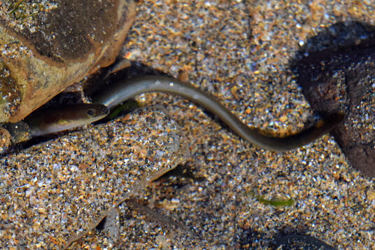 Baby Conger Eel in a rockpool
