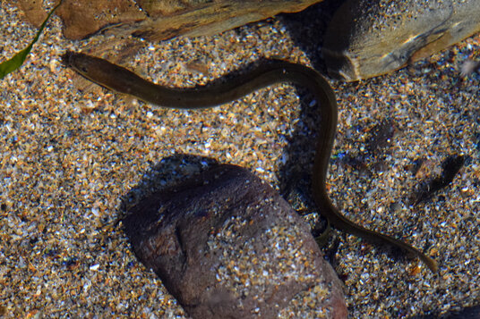 Baby Conger Eel in a rockpool