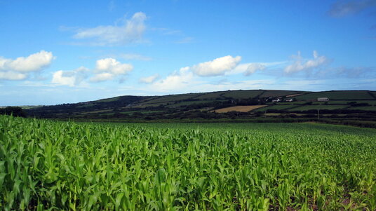 Crops near Trevinnick