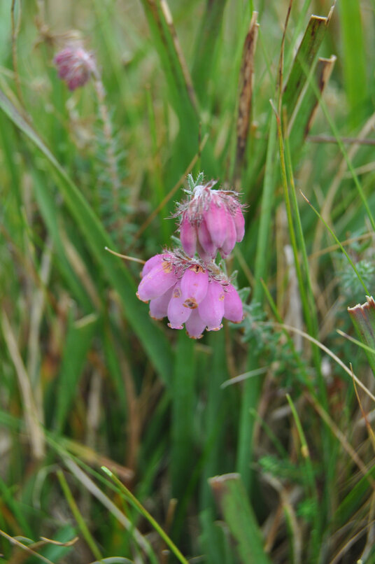 Cross-leafed heath