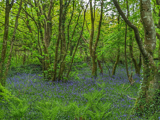 Bluebells at Crowan
