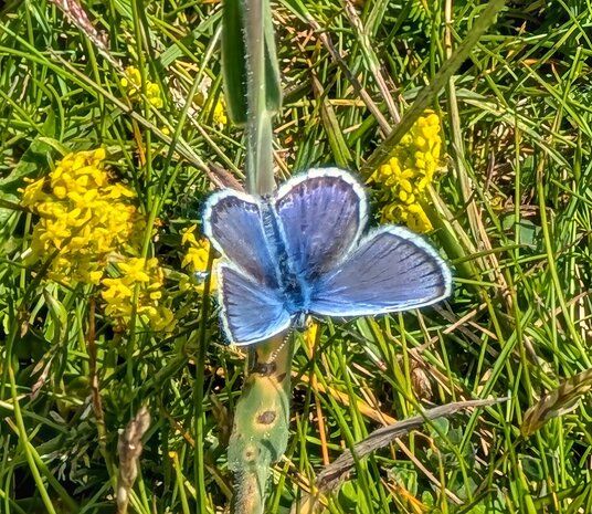 Butterfly on Cubert Common
