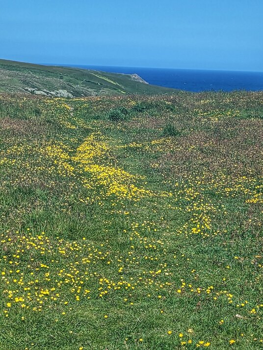 Wildflowers on Cubert Common
