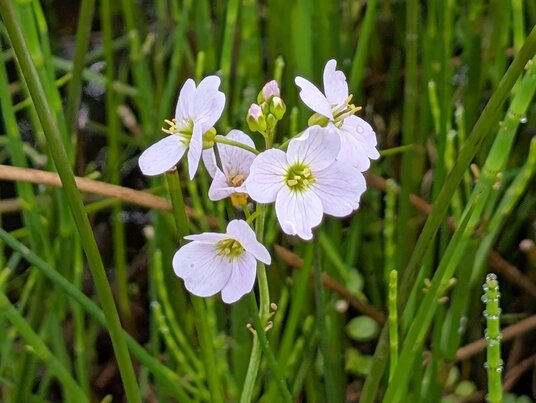 Cuckooflower
