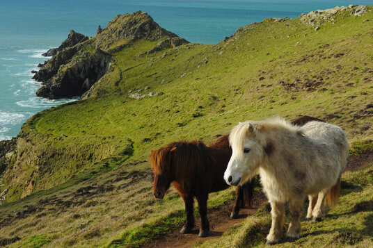 Ponies at Cudden Point