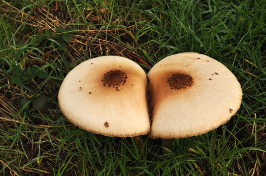Parasol Mushrooms at Cury