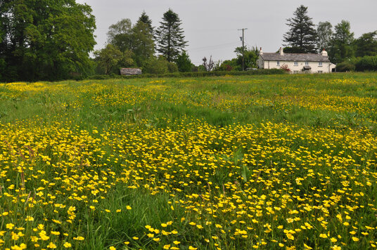 Buttercups near Daisyland