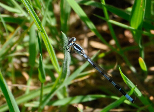 Damselfly in the fields on the Inny valley