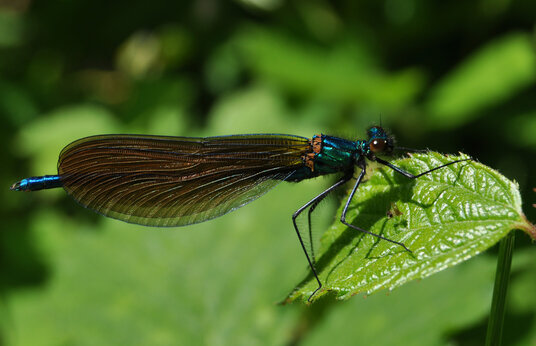 Damselfly beside the footpath