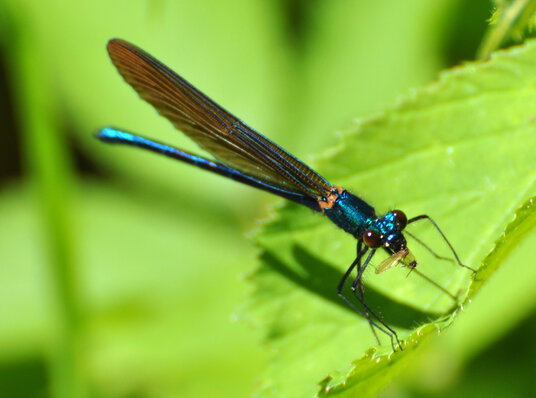 Damselfly on the footpath to Bury Castle