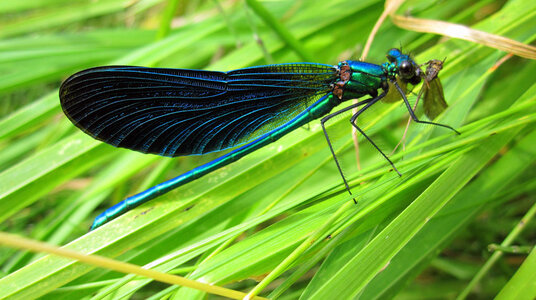 Damselfly hunting along the coast path