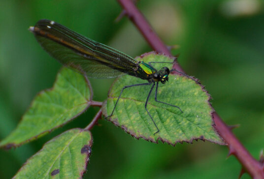 Damselfly in St Nectan's Glen