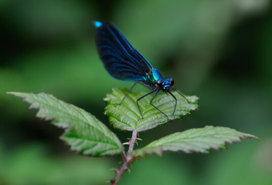 Damselfly at St Nectan's Glen