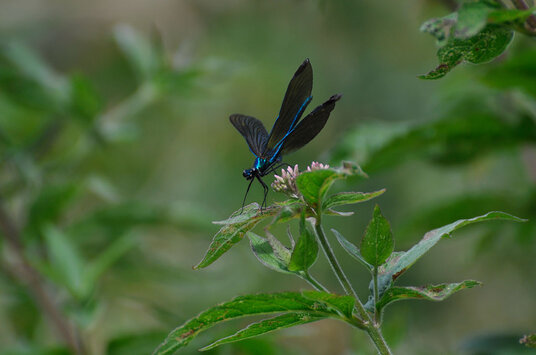 Damselfly above the Glen