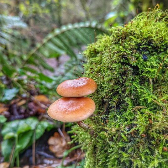 Fungi in the Danescombe Valley