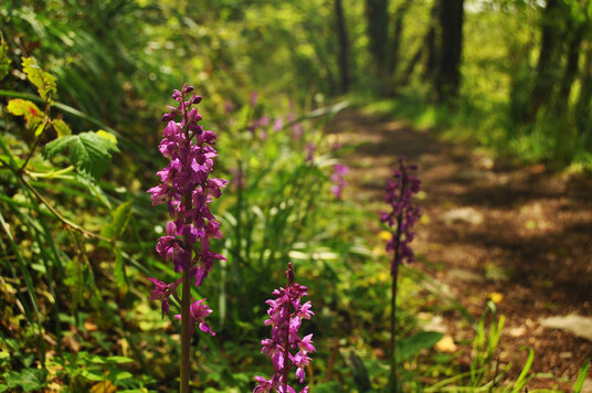 Orchids in the valley at Danescombe