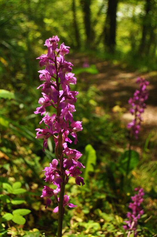 Orchids in the valley at Danescombe