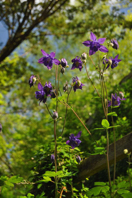 Flowers in the Danescombe Valley