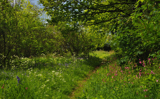 Wildflowers along the footpaths from Cotehele
