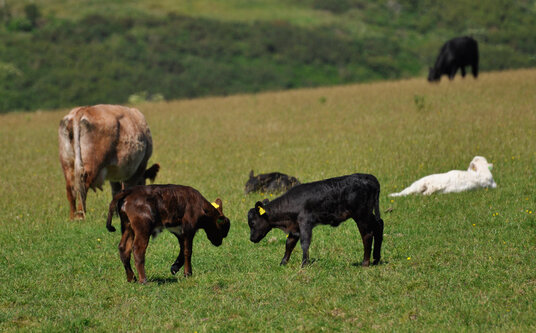 Young calves sparring in the fields around Dannonchapel
