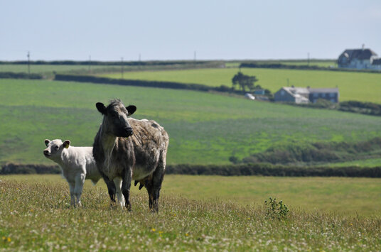 Fields on the way to Dannonchapel