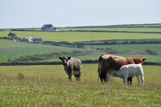 Cows in the fields at Dannonchapel