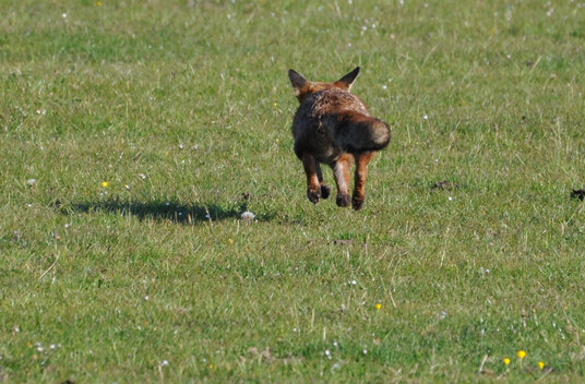 Fox running across the fields at Dannonchapel