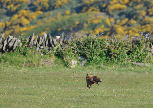 Fox running across the fields at Dannonchapel