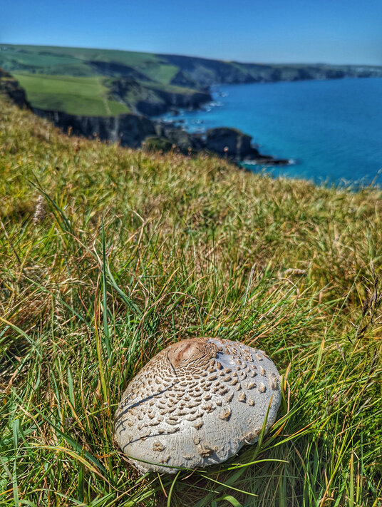 Parasol mushroom