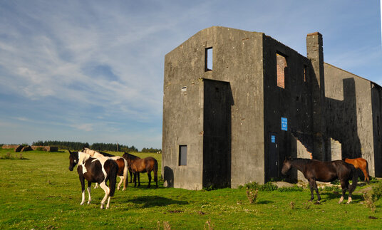 Ponies on Davidstow Airfield