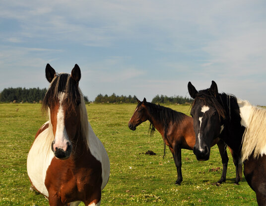 Ponies on Davidstow Airfield