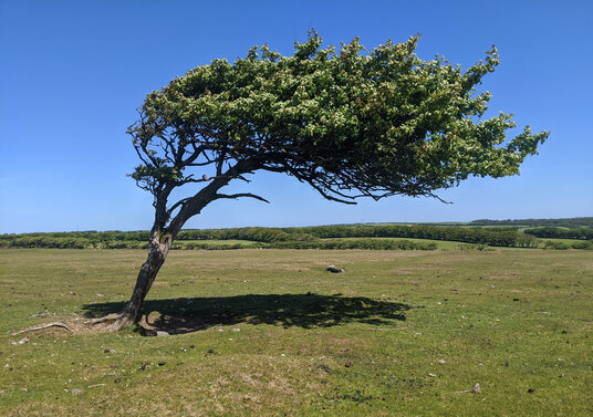 Tree on Davidstow Moor