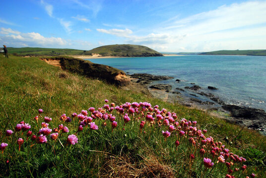Thrift at Daymer Bay