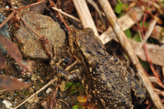 Toad on the footpath at Dean Quarry