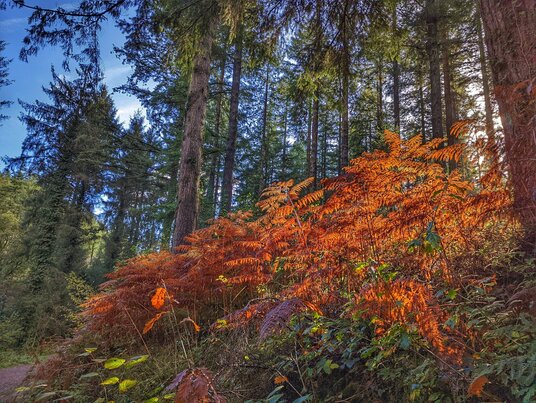 Autumn in Deerpark Wood