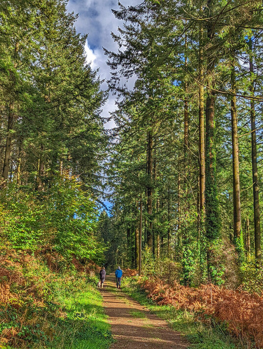 Forestry tracks at Deerpark