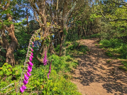 Foxgloves near Degibna Woods