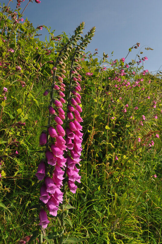 Foxgloves beside the track