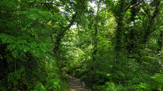 Woodland below Delabole Quarry