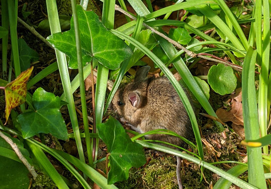 Mouse in Delabole woods
