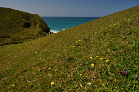Wildflowers at Delabole Point