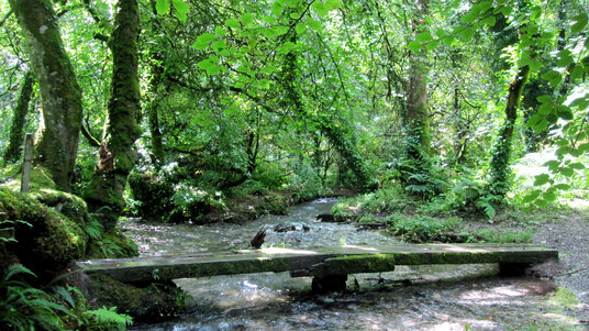 Bridge over a stream in woods near Delabole