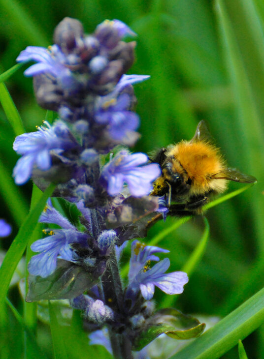 Bee on the edge of the Pendrift Downs