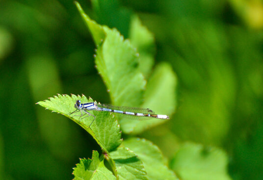 Damselfly near the De Lank Quarry