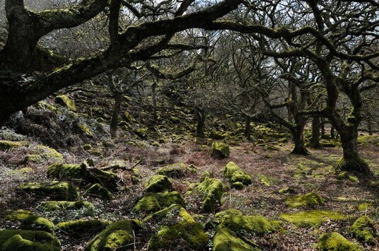 Boulders on the floodplain