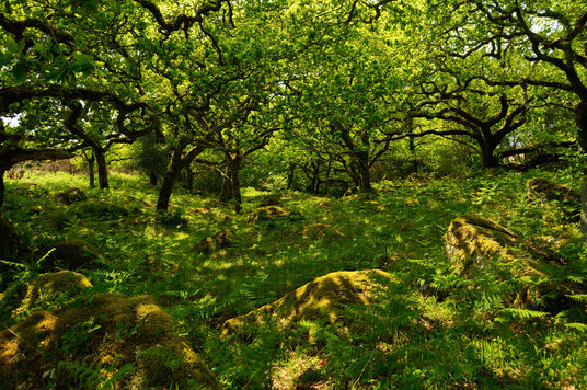 Woodland in summer