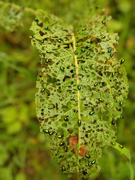 Beetles on docks near Delinuth Round