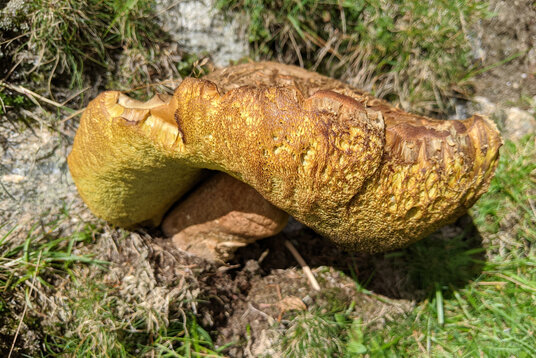 Fungus near Devil's Jump