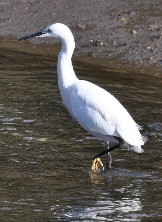 Egret at Devoran