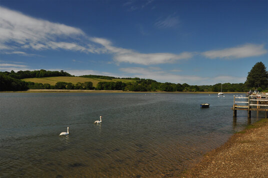 Swans on the Carnon River